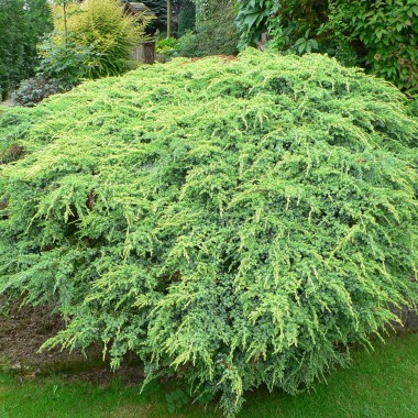 Juniperus-Можжевельник чешуйчатый Холгер (Holger)